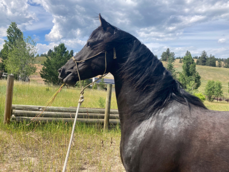 HorseID: 2296322 JMF Rock On - PhotoID: 1081675