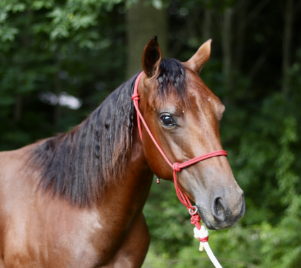 HorseID: 2296935 NF Oakleys Legacy - PhotoID: 1077293