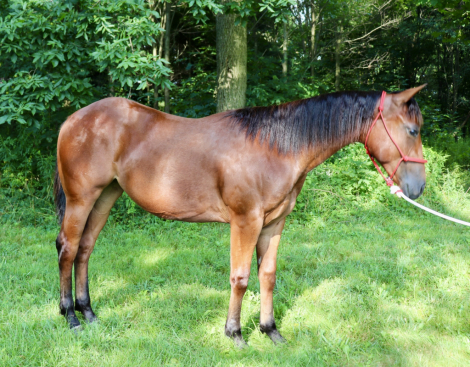 HorseID: 2296935 NF Oakleys Legacy - PhotoID: 1077294