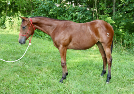 HorseID: 2296935 NF Oakleys Legacy - PhotoID: 1077295