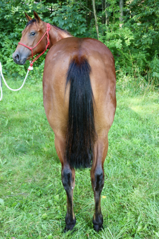 HorseID: 2296935 NF Oakleys Legacy - PhotoID: 1077296