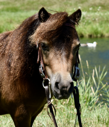 HorseID: 2297021 Scooter - PhotoID: 1077330