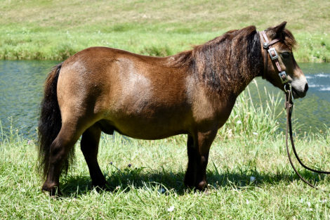 HorseID: 2297021 Scooter - PhotoID: 1077331