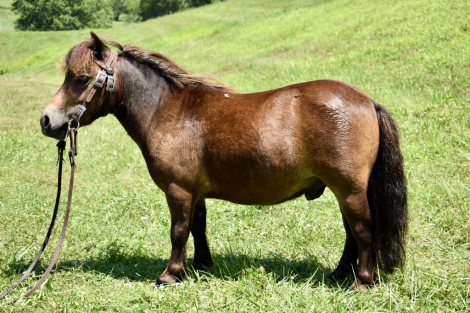 HorseID: 2297021 Scooter - PhotoID: 1077332