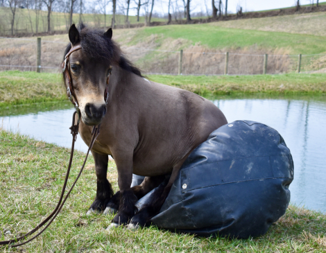 HorseID: 2297021 Scooter - PhotoID: 1077333