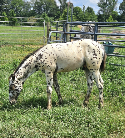 HorseID: 2297218 MCR Rose Fantasia - PhotoID: 1077681