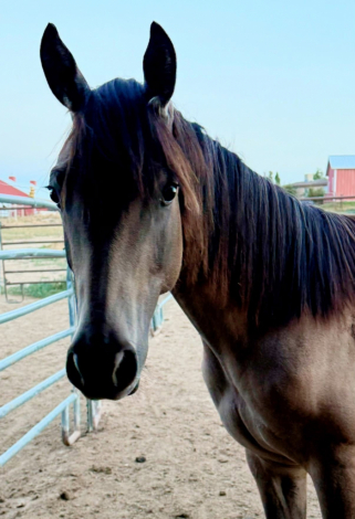 HorseID: 2297275 Footloose Revolution - PhotoID: 1105174