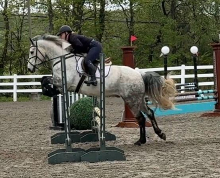 HorseID: 2297292 Bobby - PhotoID: 1104678