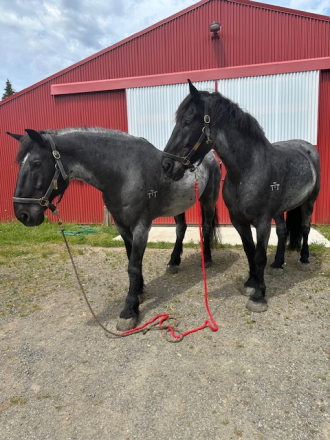 HorseID: 2297319 Percheron Team - PhotoID: 1077809
