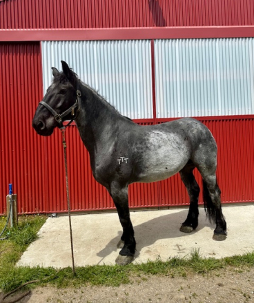 HorseID: 2297319 Percheron Team - PhotoID: 1077810