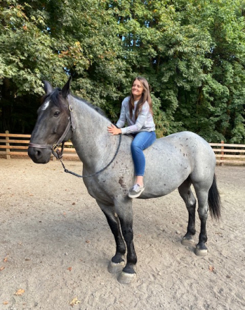 HorseID: 2297319 Percheron Team - PhotoID: 1077811