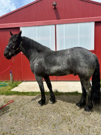 HorseID: 2297319 Percheron Team - PhotoID: 1077812