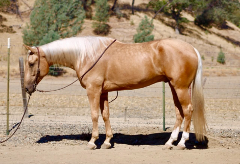HorseID: 2297463 A MIDAS TOUCH - PhotoID: 1096223
