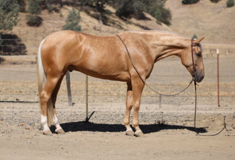 HorseID: 2297463 A MIDAS TOUCH - PhotoID: 1096224