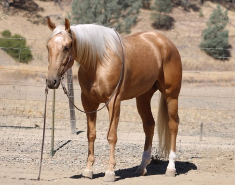 HorseID: 2297463 A MIDAS TOUCH - PhotoID: 1096225