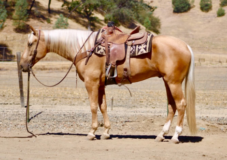 HorseID: 2297463 A MIDAS TOUCH - PhotoID: 1096226