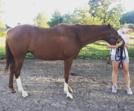 HorseID: 2297562 Oliver Twist - PhotoID: 1083172