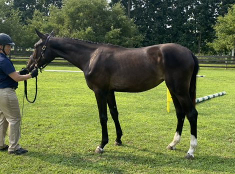 HorseID: 2297583 Odessa Rey - PhotoID: 1081310