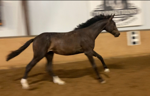 HorseID: 2297583 Odessa Rey - PhotoID: 1081311