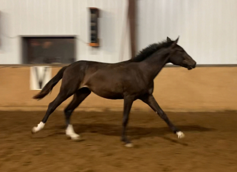 HorseID: 2297583 Odessa Rey - PhotoID: 1081312