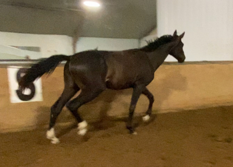 HorseID: 2297583 Odessa Rey - PhotoID: 1081313