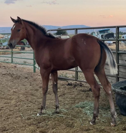 HorseID: 2297770 Registration pending - PhotoID: 1081890