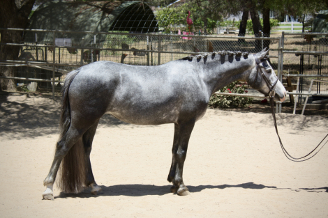 HorseID: 2297854 Clarecastle Hijinx - PhotoID: 1078437