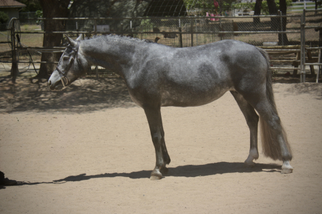 HorseID: 2297854 Clarecastle Hijinx - PhotoID: 1078438