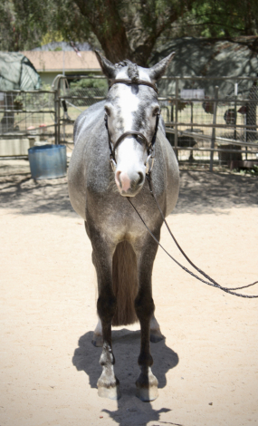 HorseID: 2297854 Clarecastle Hijinx - PhotoID: 1078439