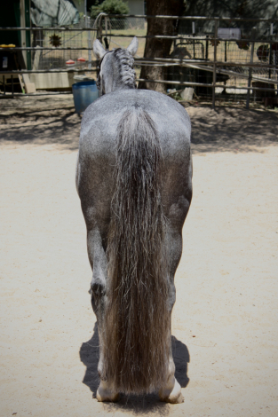 HorseID: 2297854 Clarecastle Hijinx - PhotoID: 1078440