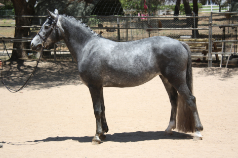 HorseID: 2297854 Clarecastle Hijinx - PhotoID: 1078441