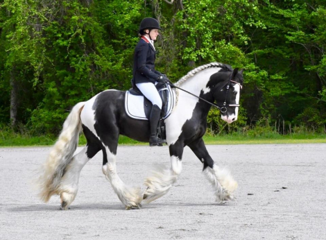 HorseID: 2297948 Seneca - PhotoID: 1104137