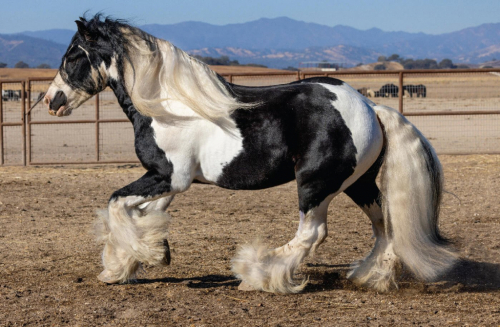 HorseID: 2297948 Seneca - PhotoID: 1104138