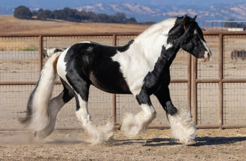 HorseID: 2297948 Seneca - PhotoID: 1104140