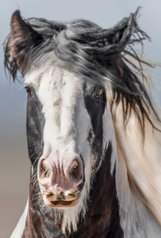 HorseID: 2297948 Seneca - PhotoID: 1104141
