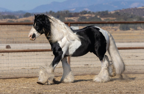 HorseID: 2297948 Seneca - PhotoID: 1104142