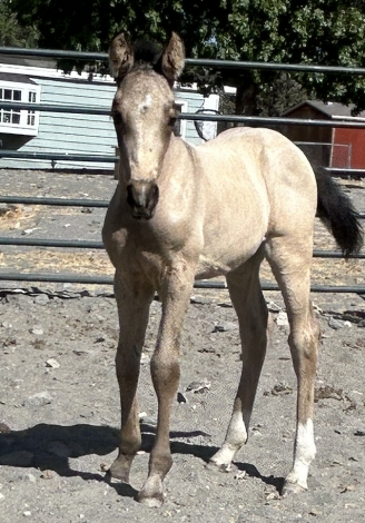 HorseID: 2297998 Fiona - PhotoID: 1078626