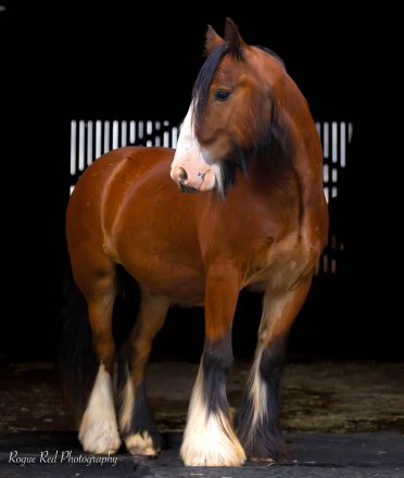 HorseID: 2298082 High Desert Fiery Pine - PhotoID: 1102573