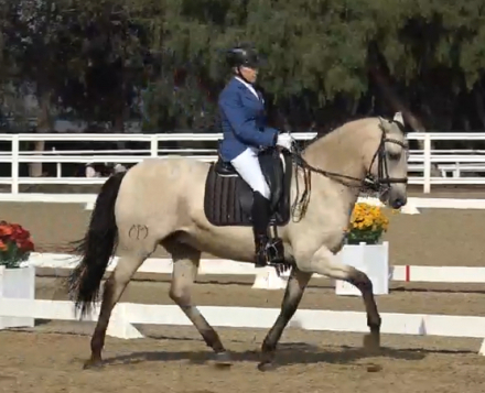 HorseID: 2298194 Joker - PhotoID: 1082728