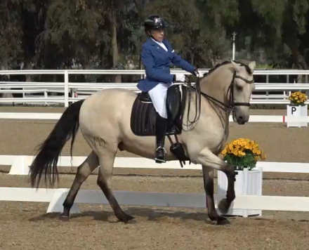 HorseID: 2298194 Joker - PhotoID: 1082729