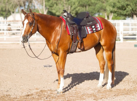 HorseID: 2298358 Dont Skip A Krymsun - PhotoID: 1079092