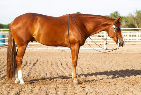 HorseID: 2298358 Dont Skip A Krymsun - PhotoID: 1082581