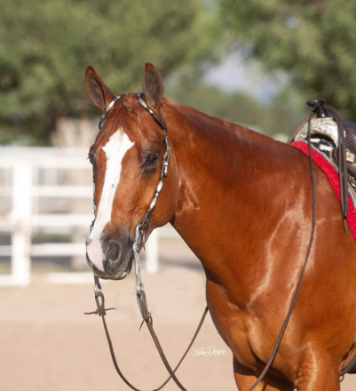 HorseID: 2298358 Dont Skip A Krymsun - PhotoID: 1082582