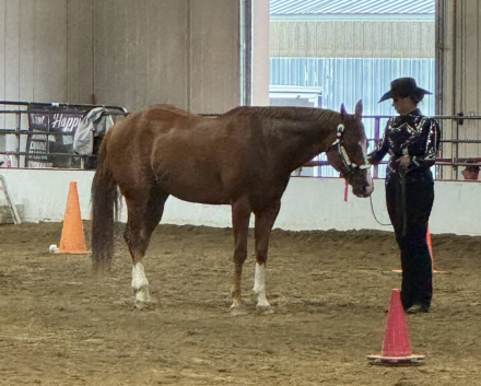 HorseID: 2298358 Dont Skip A Krymsun - PhotoID: 1082585