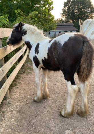 HorseID: 2298364 Chandy’s Faith - PhotoID: 1079096