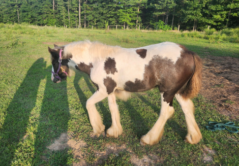 HorseID: 2298364 Chandy’s Faith - PhotoID: 1081581