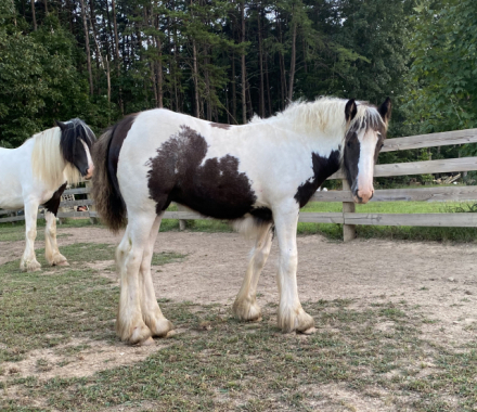 HorseID: 2298364 Chandy’s Faith - PhotoID: 1081582