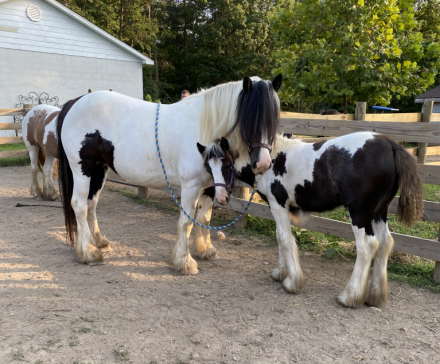 HorseID: 2298364 Chandy’s Faith - PhotoID: 1081583