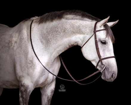 HorseID: 2298391 Four Farthings Rosemary - PhotoID: 1079140