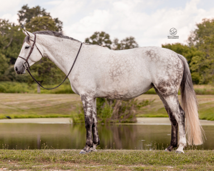 HorseID: 2298391 Four Farthings Rosemary - PhotoID: 1079141